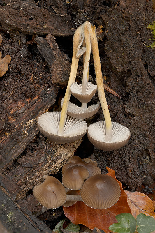 Mycena inclinata